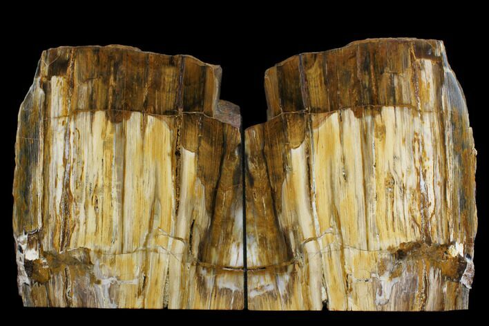 Tall, Colorful Petrified Wood Bookends - Washington #162904